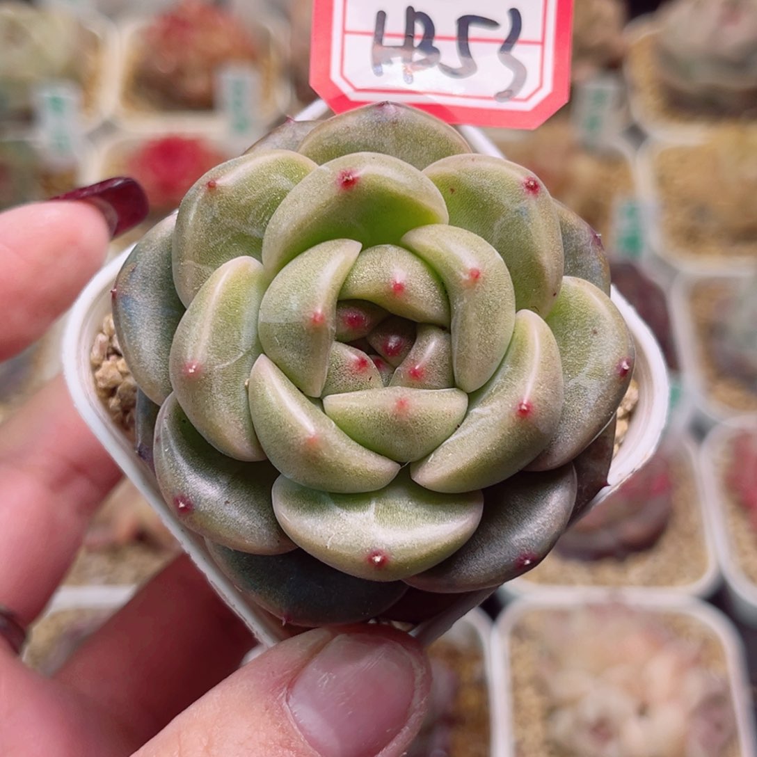 H353一物一拍 青露