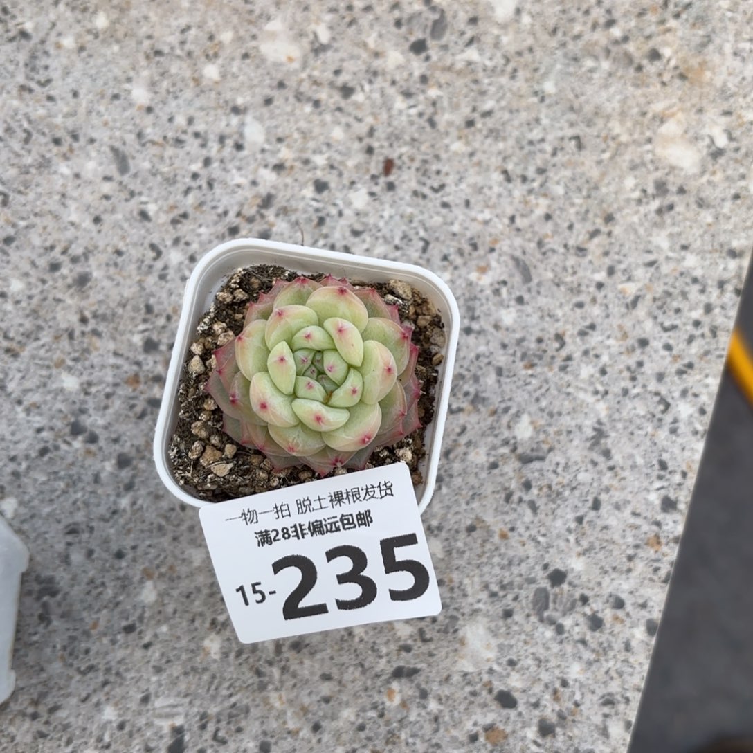 寒非老桩多肉多肉