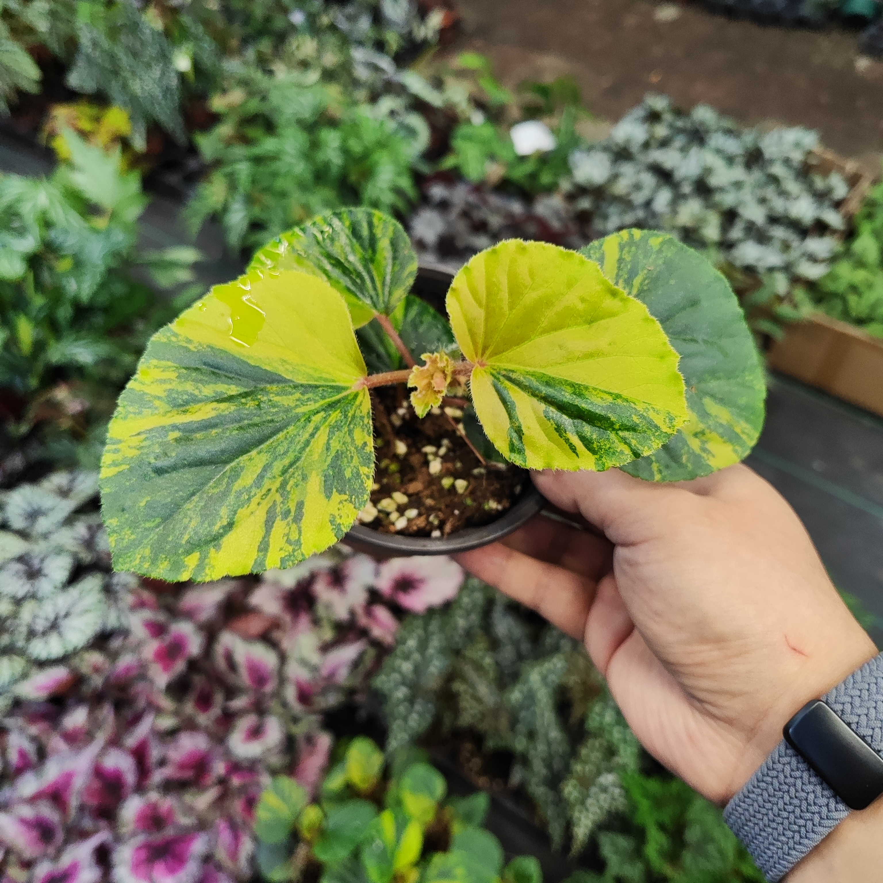 贝壳锦秋海棠绿植盆栽室内观叶植物趣味桌面办公室装饰植物