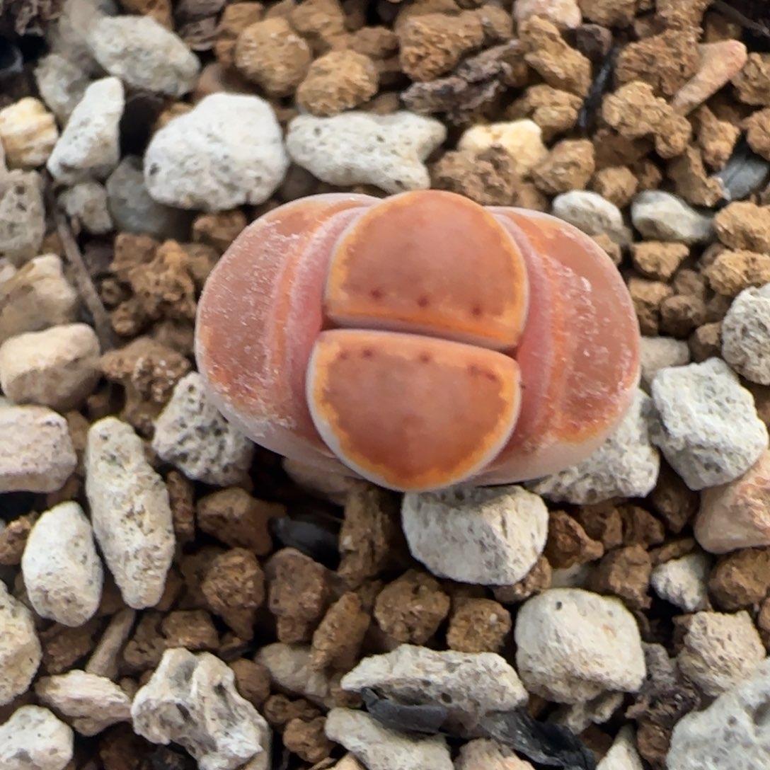 140三蜕小个子黄金饼干福利