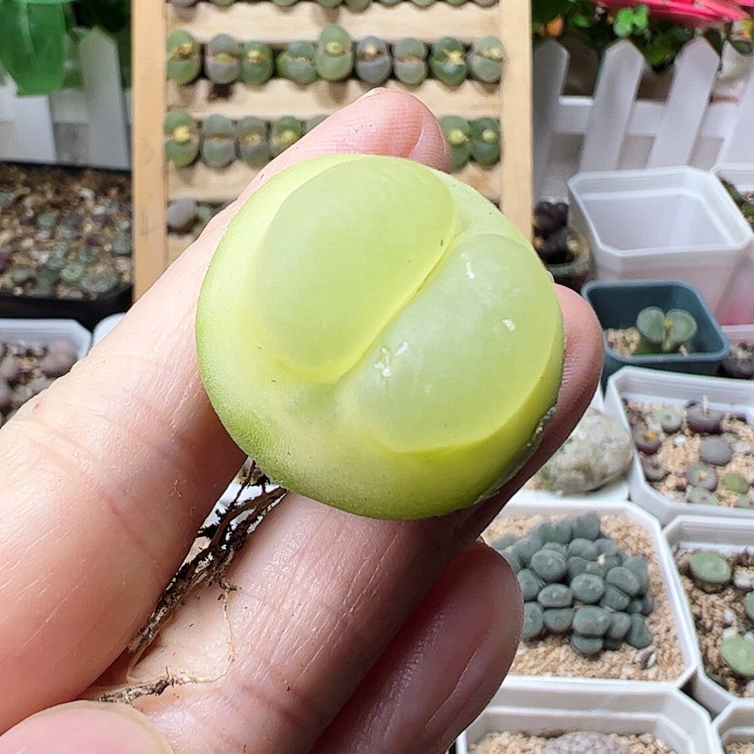 2.7厘米拉登一颗