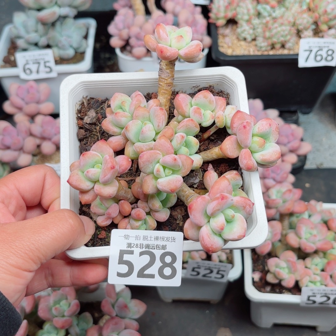 红洛神多肉多肉多肉