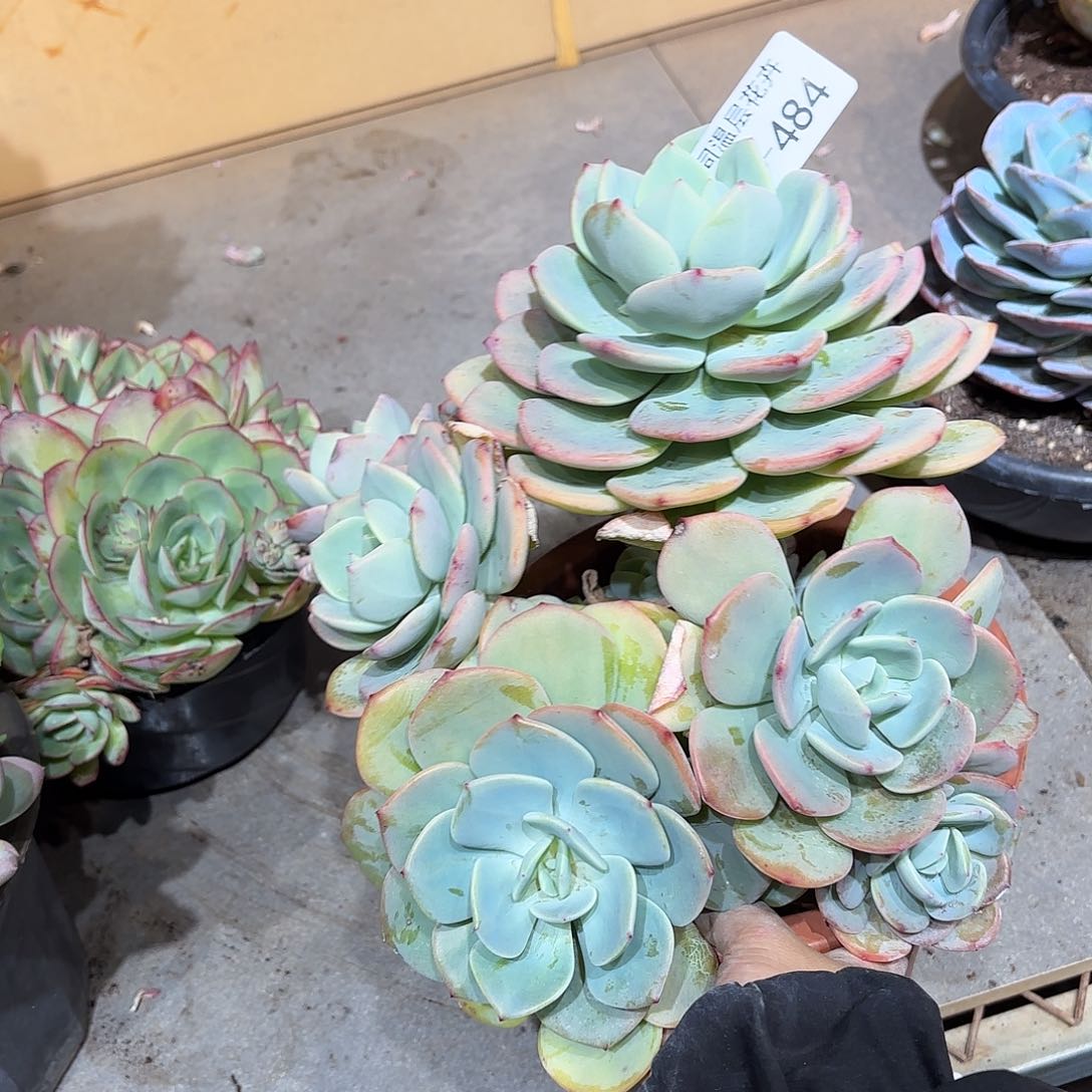 同温层多肉白月光484