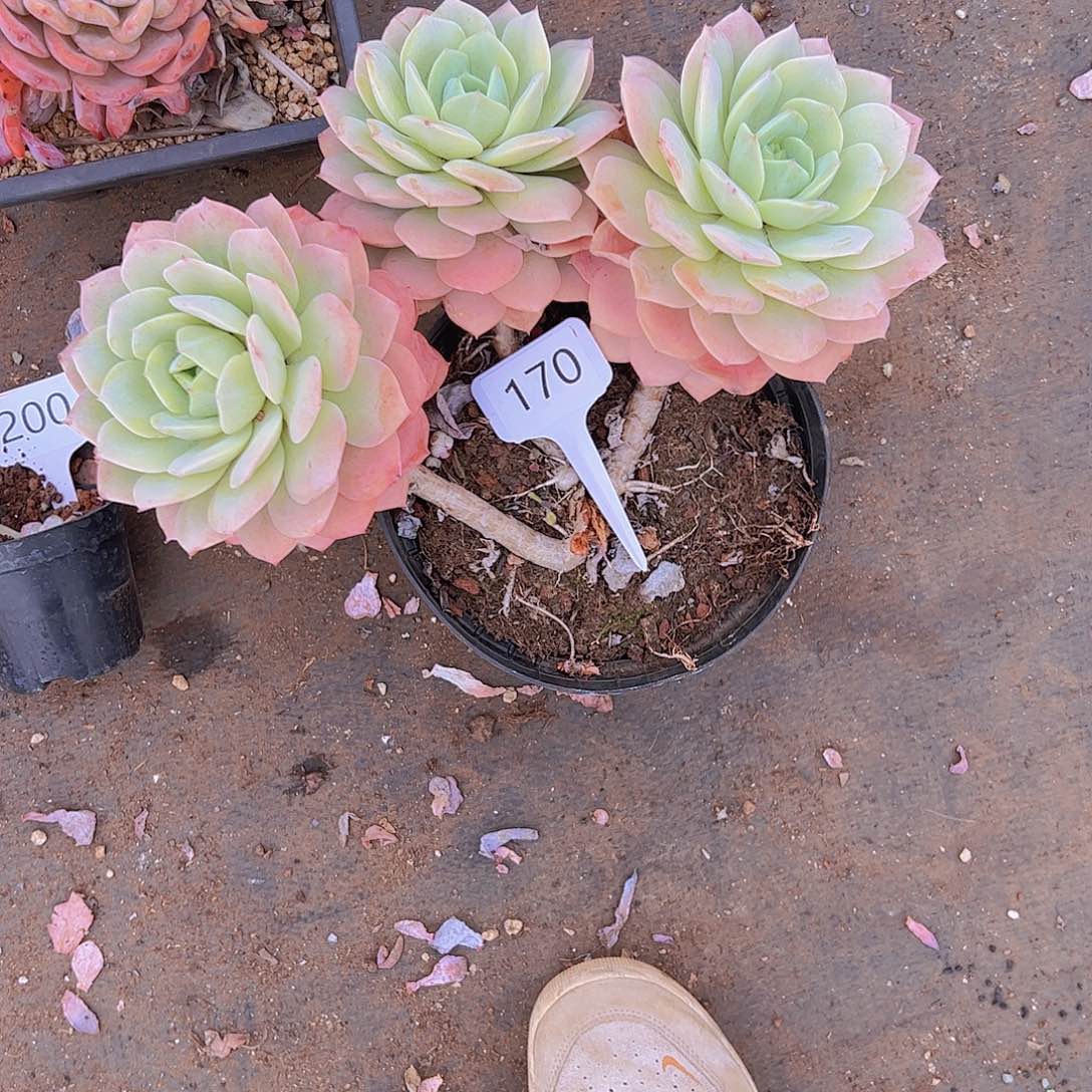 蒲*英170恋曲10不售后