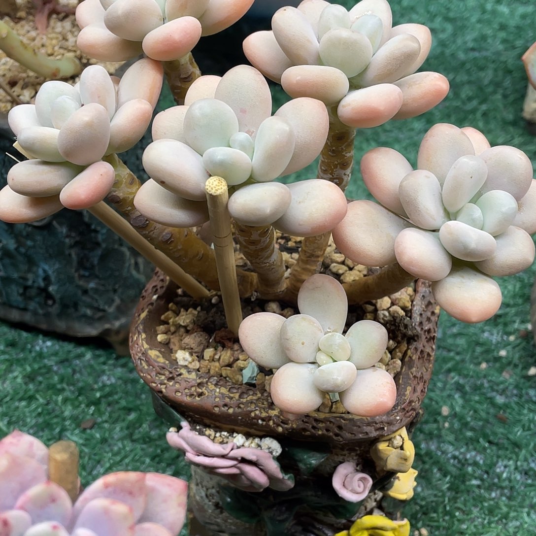 美人一物一拍28包邮非偏远