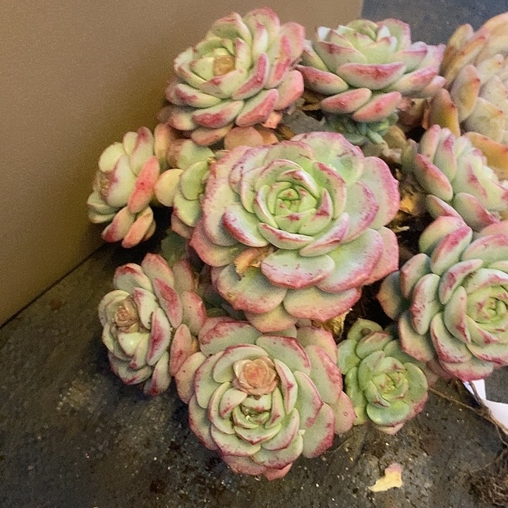 多肉植物肉肉植物