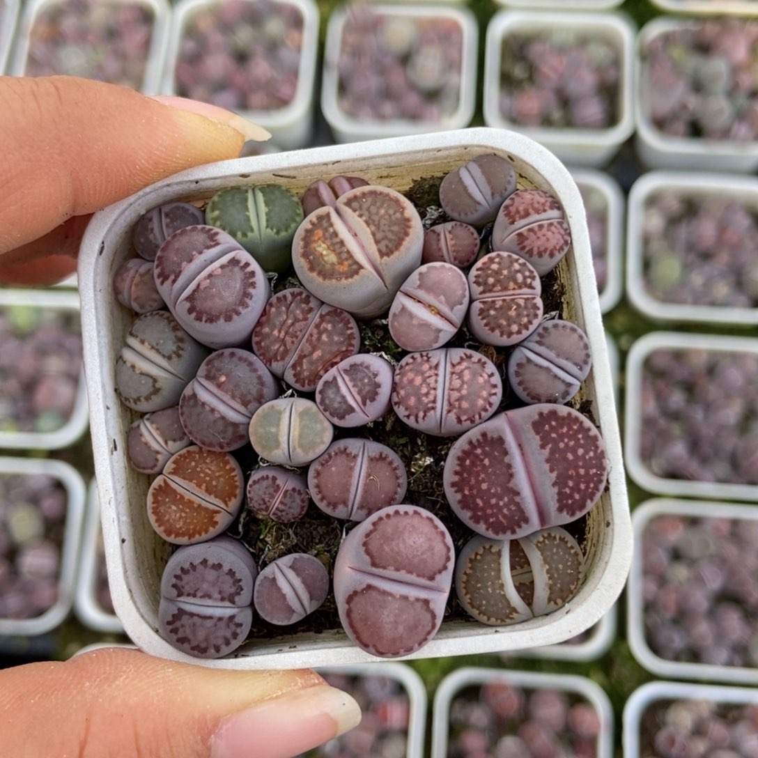 7483一盒紫混瑕疵