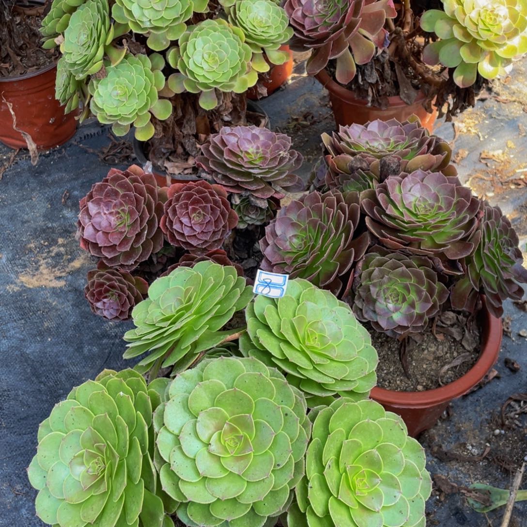 造型8鲜花老桩不包断枝