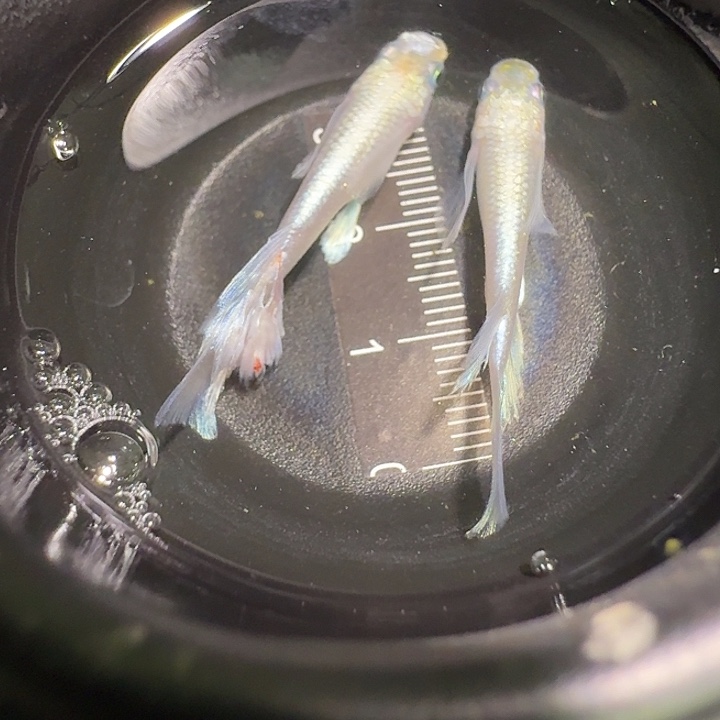 青鳉鱼一物一拍244