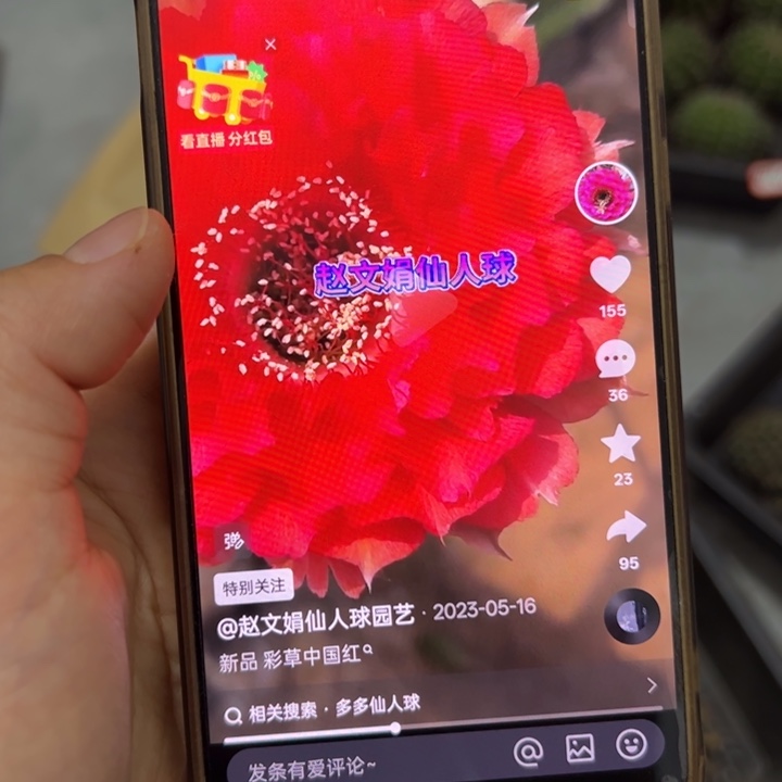 无花朵无根侧芽歪中国红