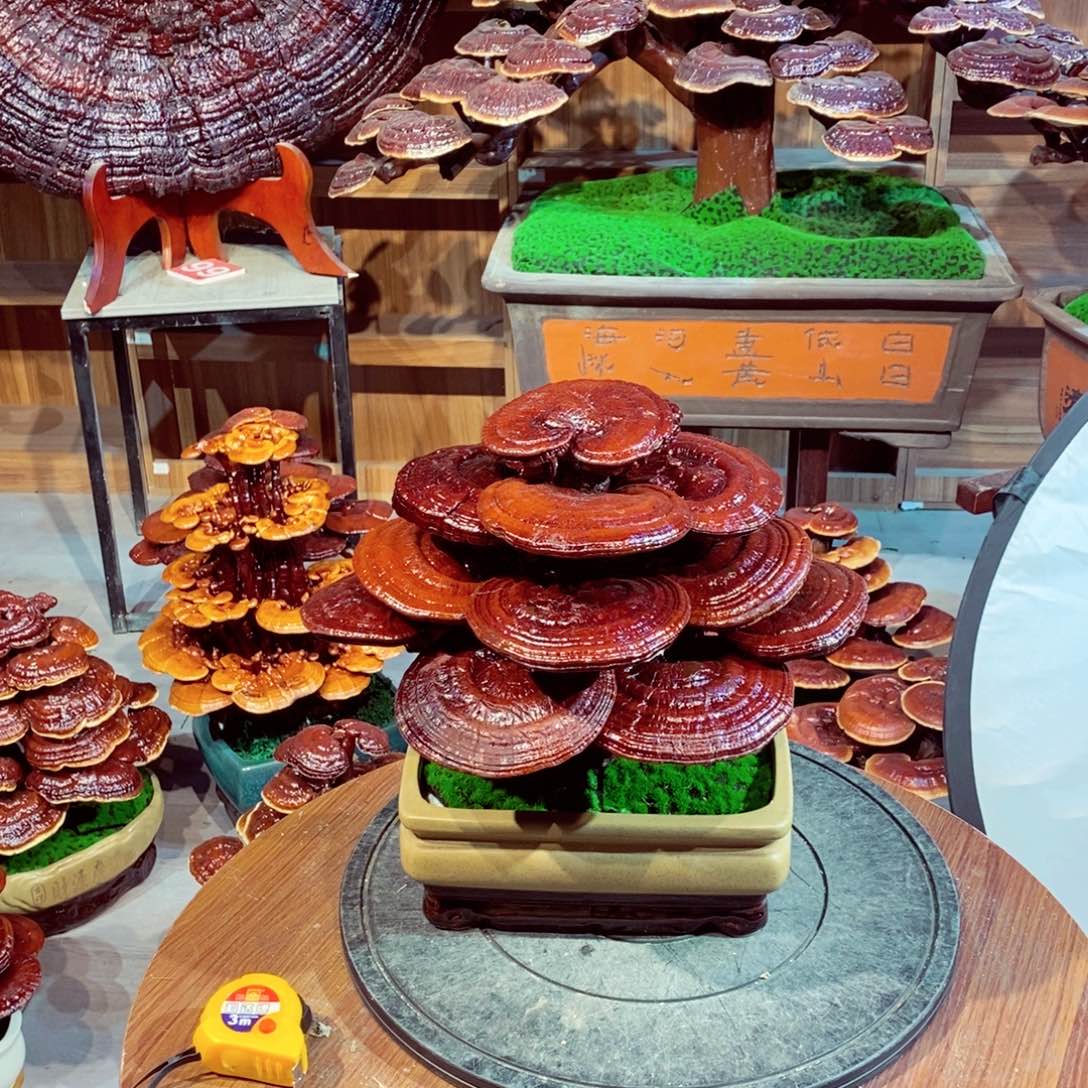 用****8发财树的发财树的