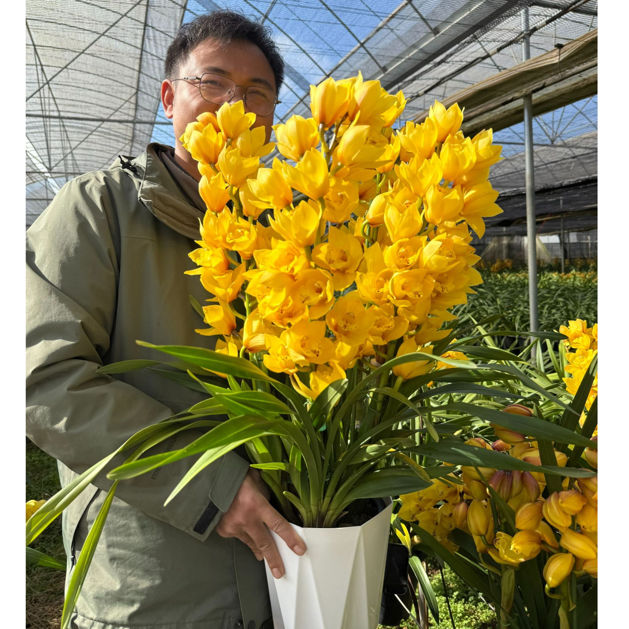 花知述园艺奶油黄桃3枝花剑大花蕙兰年宵花室内花苞发货（1440）