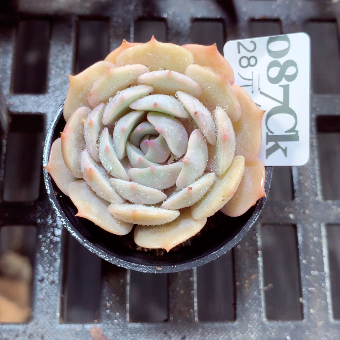 5厘米盆精控多肉087