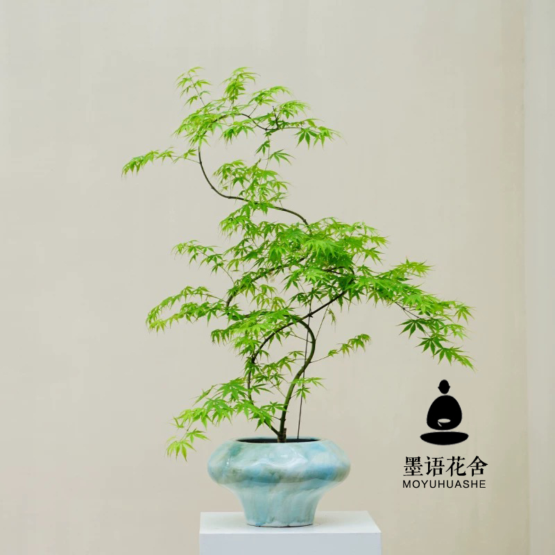 网红禅意绿植水培款流泉枫室内中式侘寂盆栽造景黄金枫树好养易活