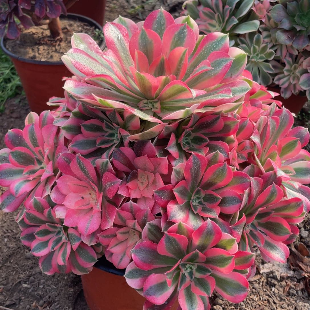 648粉女巫精品法师老桩