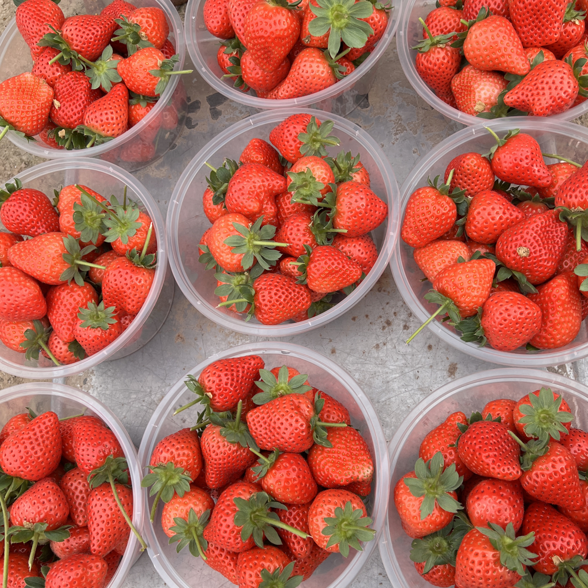 新鲜采摘自然成熟又香又甜草莓一斤