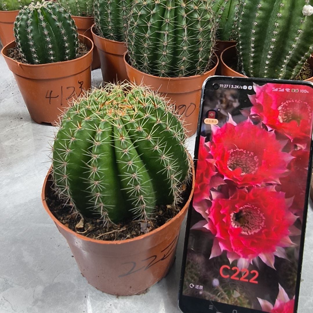 cc222仙人球带盆（8cm起）