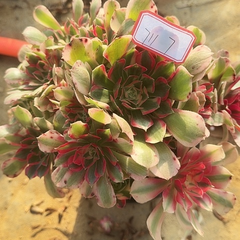 多肉植物妖月711号