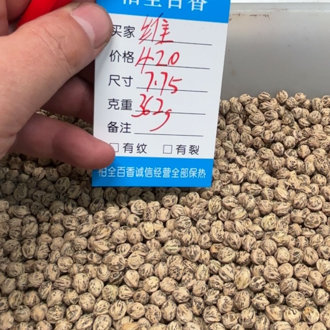 维***托柏香籽散子 362 克散子