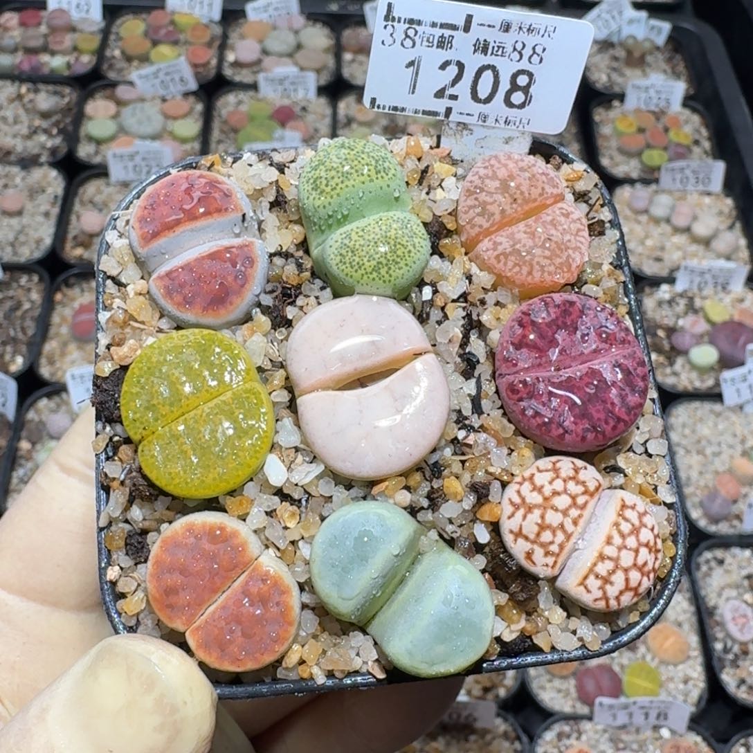 Zzz精品生石花 1208