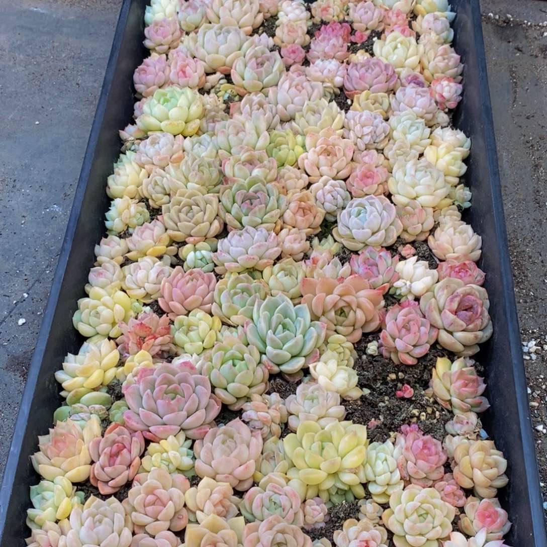 533大任务完成任务了