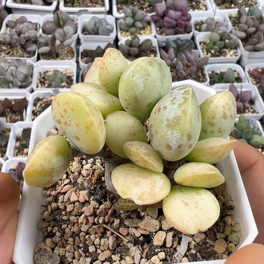 纯木质老桩季节锦花蛋