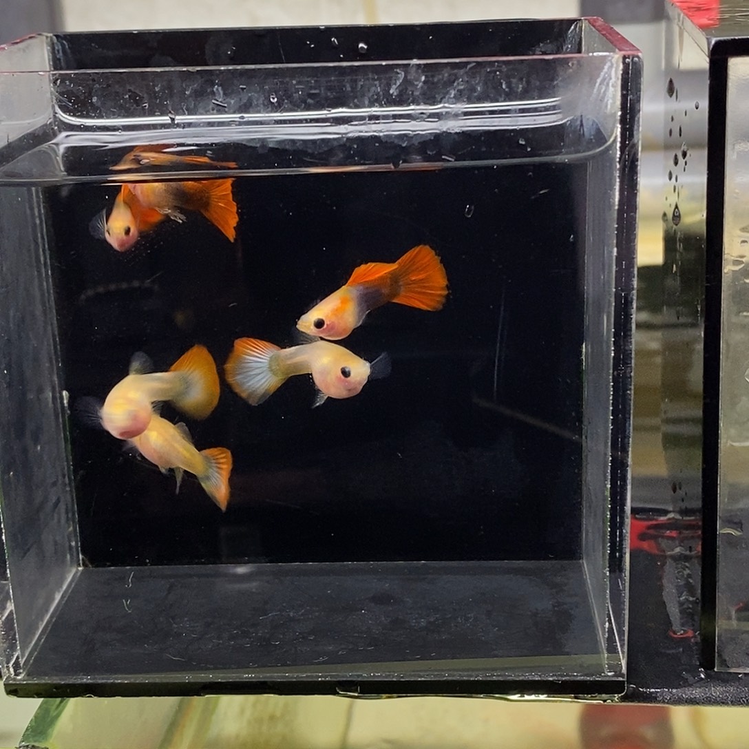 孔雀鱼红礼服玻璃猫3对特价福利