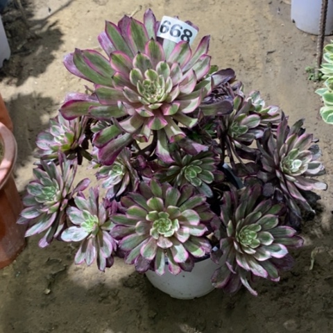 668紫霞仙子134667889