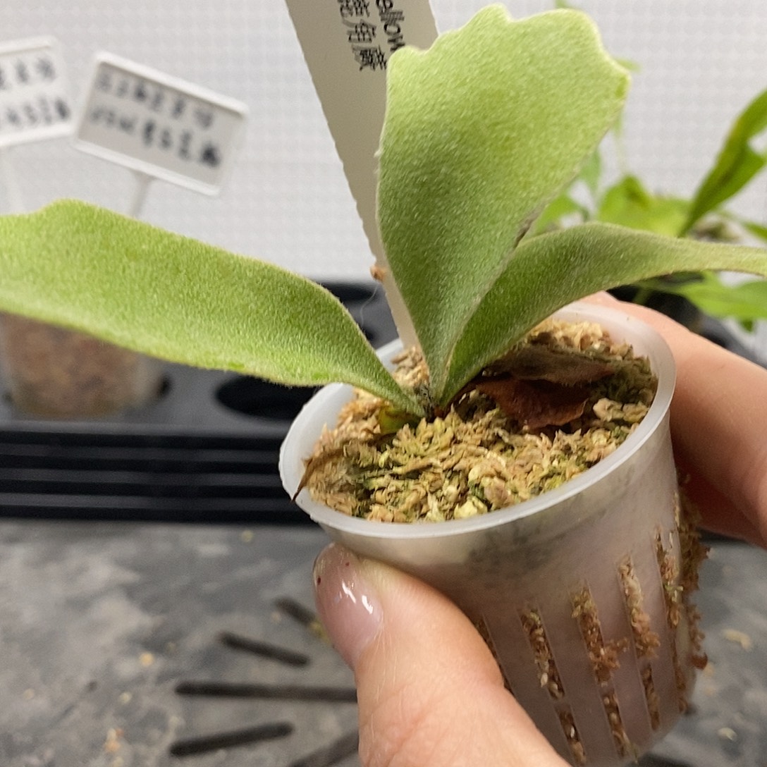 无花朵黄月X爱梦鹿角蕨