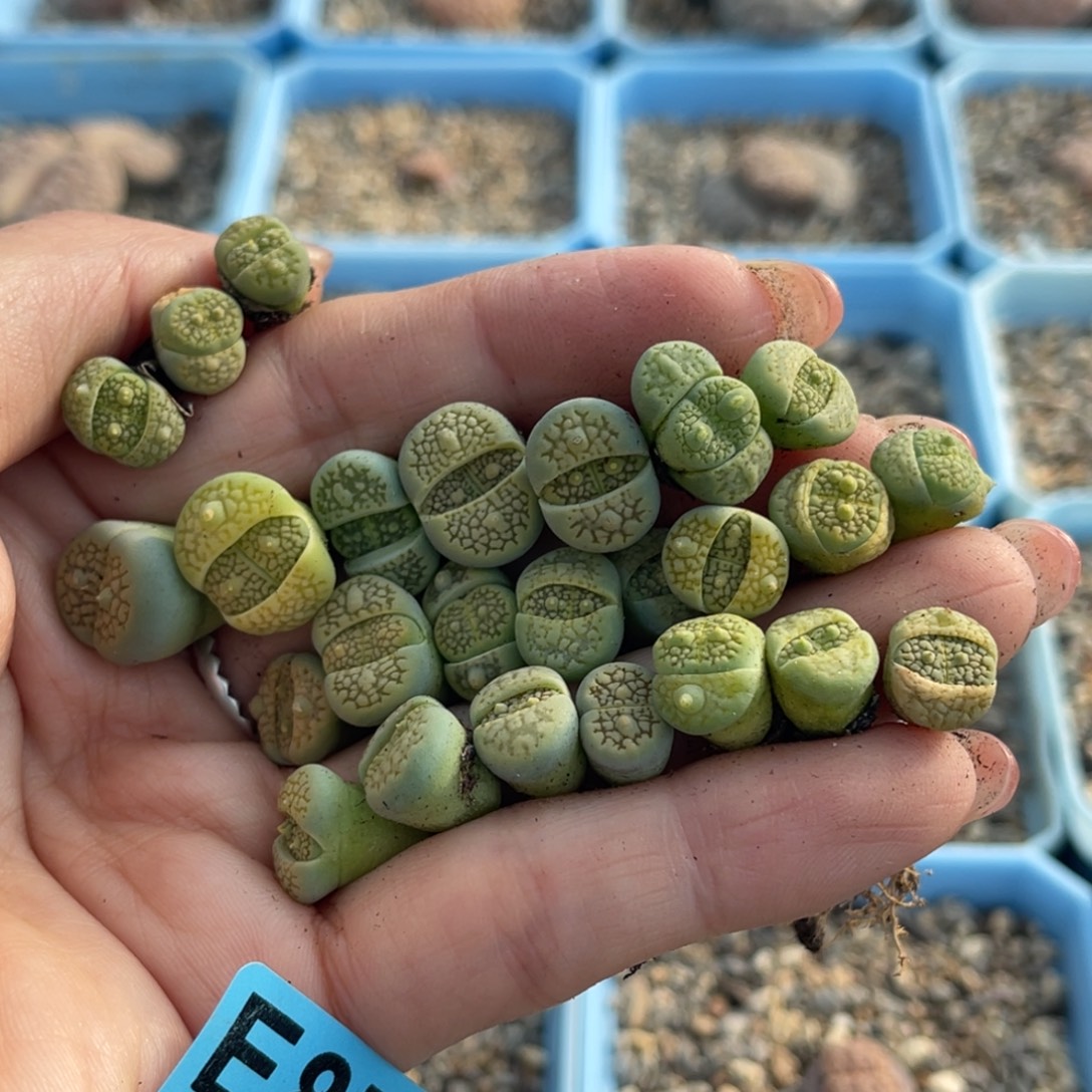 悟***问8704犄角绿巴里25颗