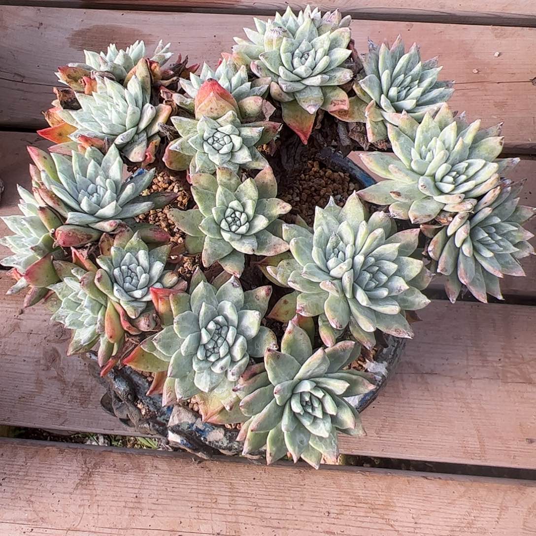 4578法瑞苹果叶仙女杯