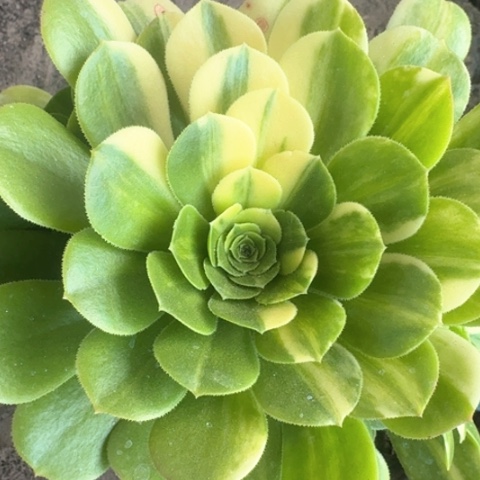 法师五彩琉璃多肉