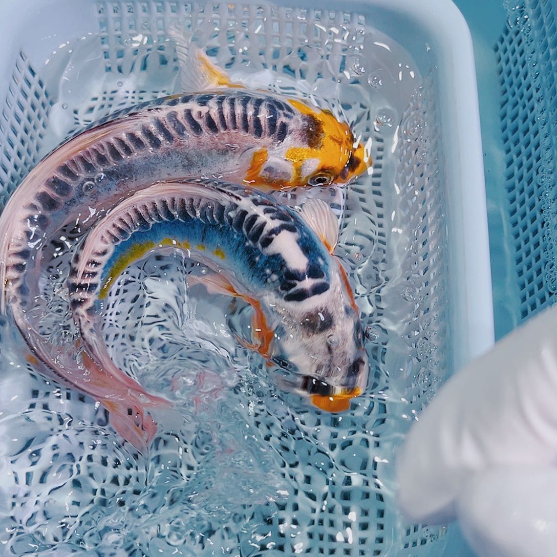 锦鲤锦鲤冷水观赏116