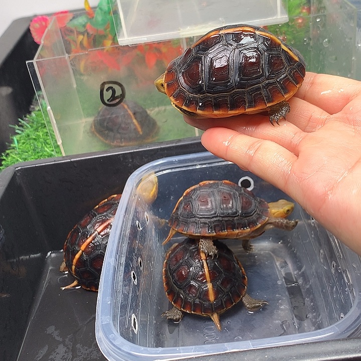 宠物龟母安缘碌仔母，杂食龟龟，互动性强