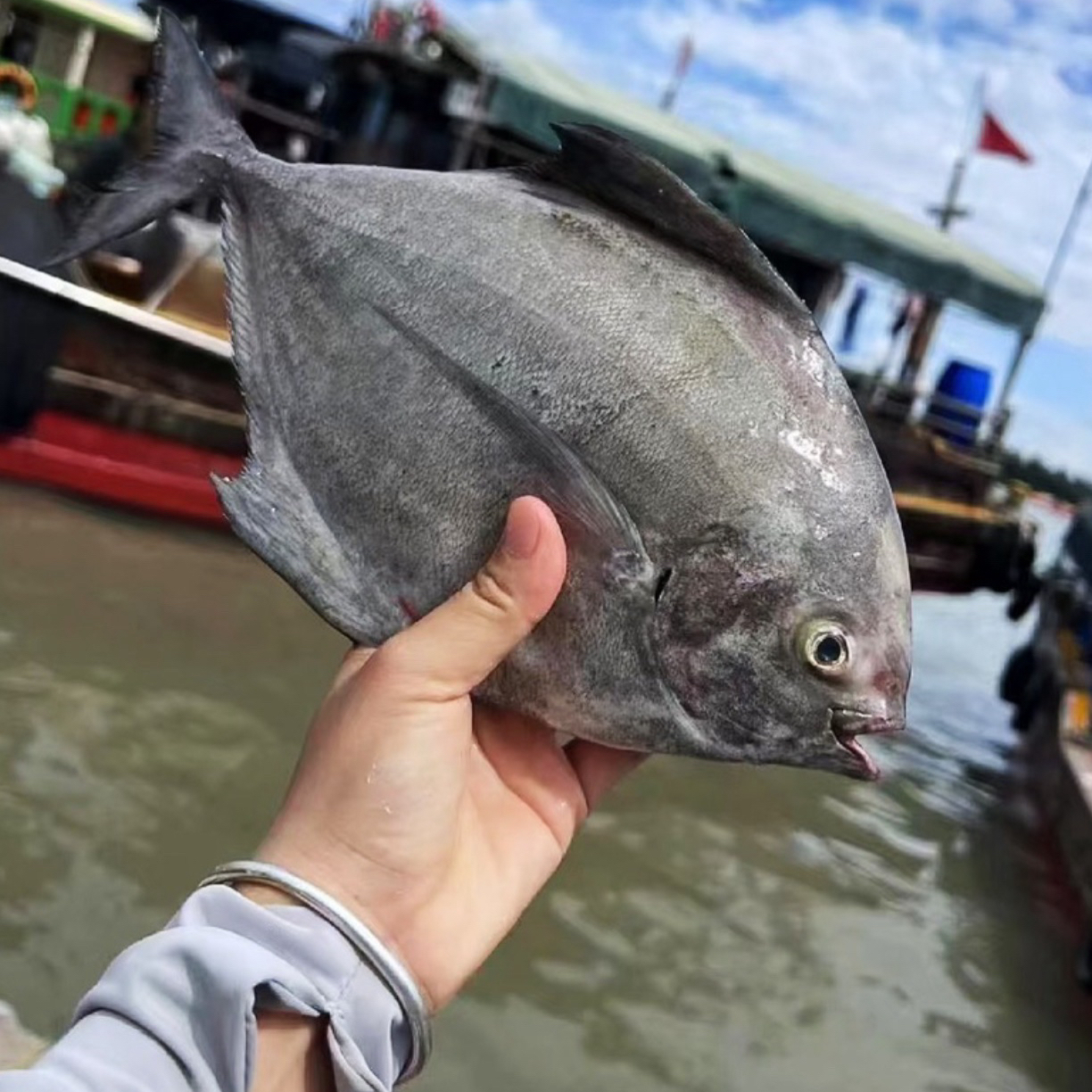 汕尾本港黑鲳鱼肉质鲜美