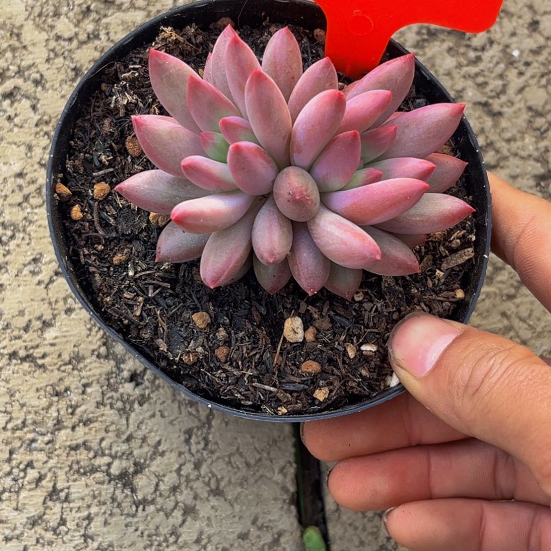 2507下午多肉植物群生