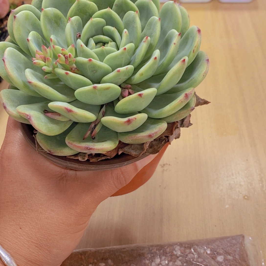 无花朵多肉植物三文鱼120