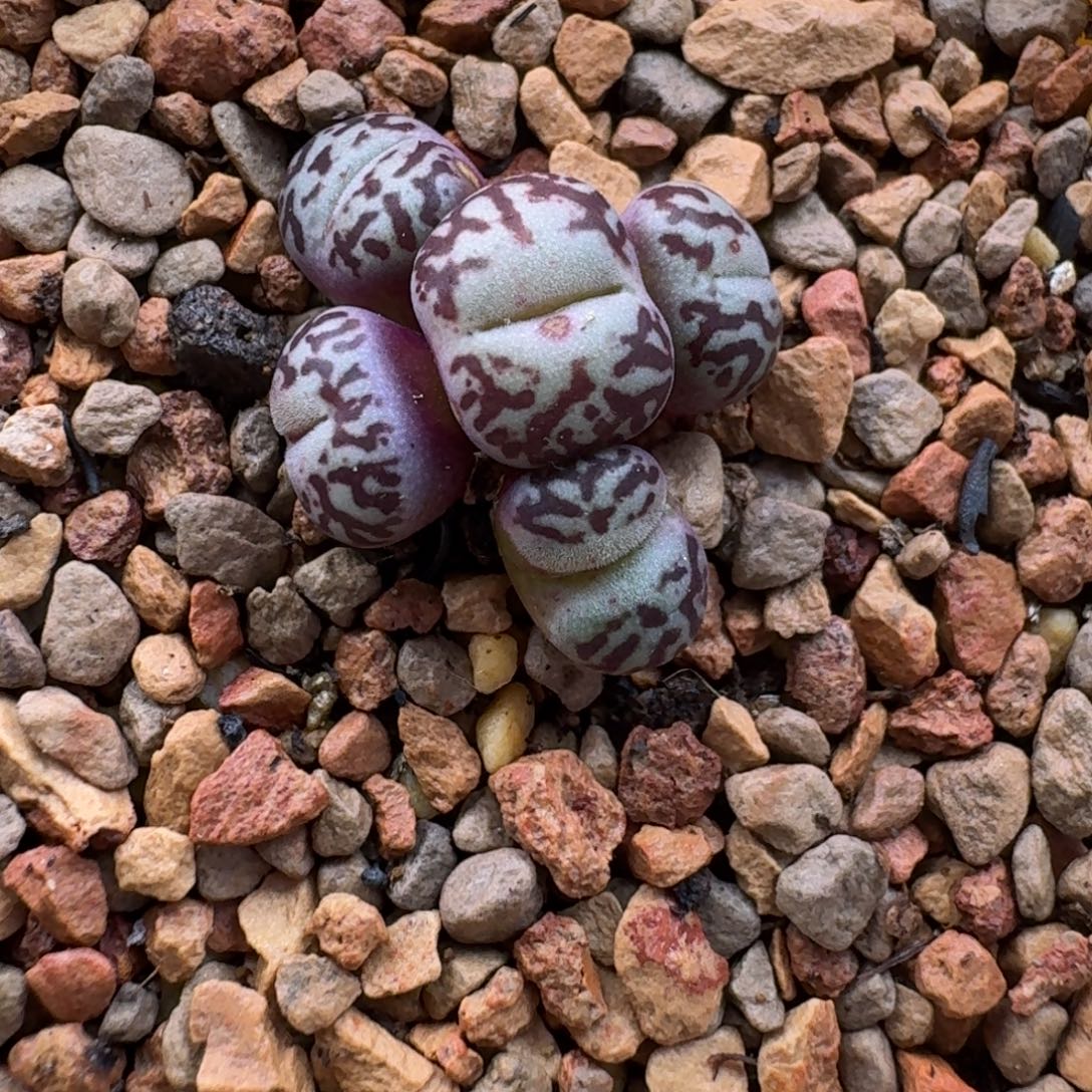 丹***姐云缦精品番杏26.19