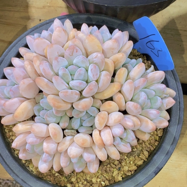 舞***韵我要的东西很多但是又