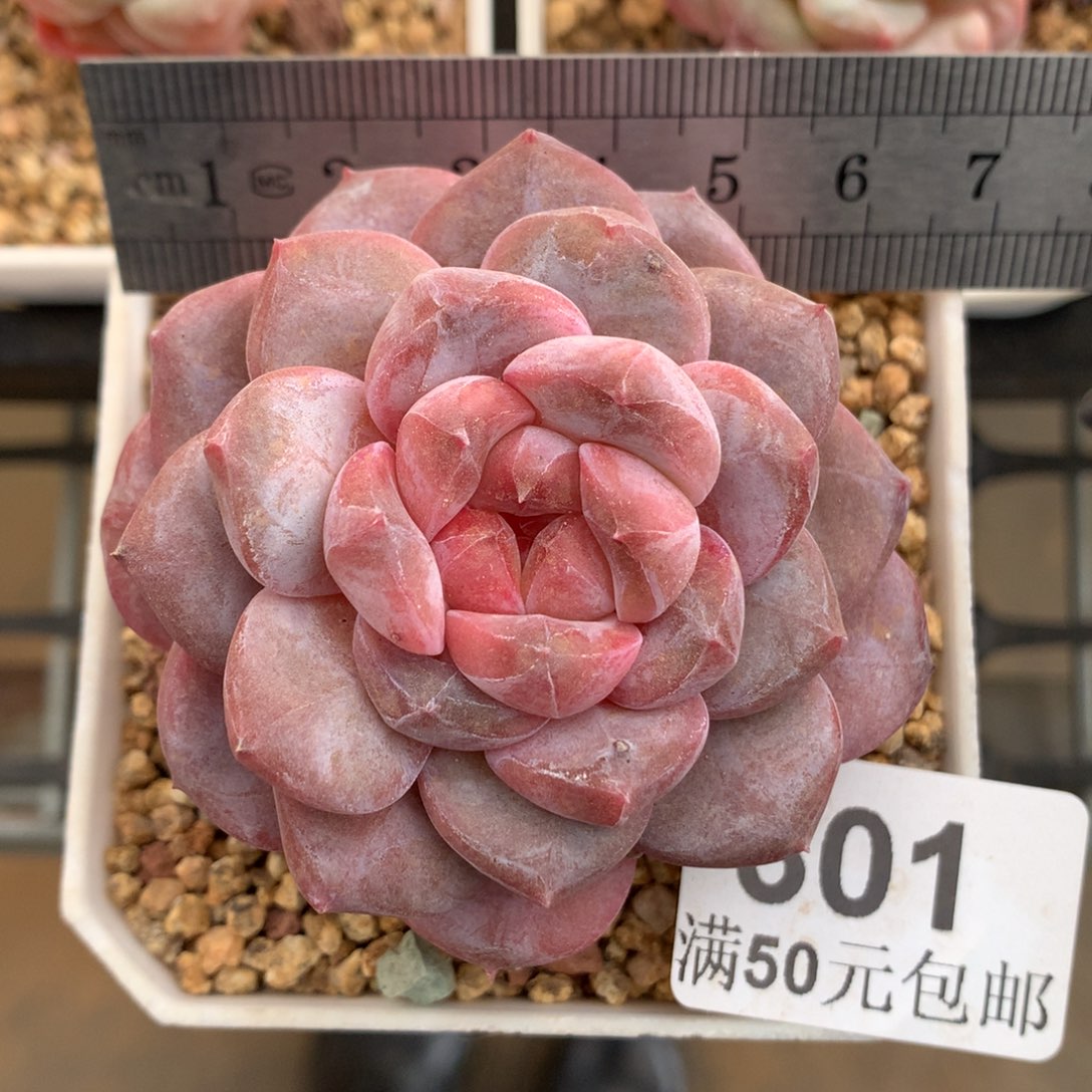 301。秘境琥珀。糖心。