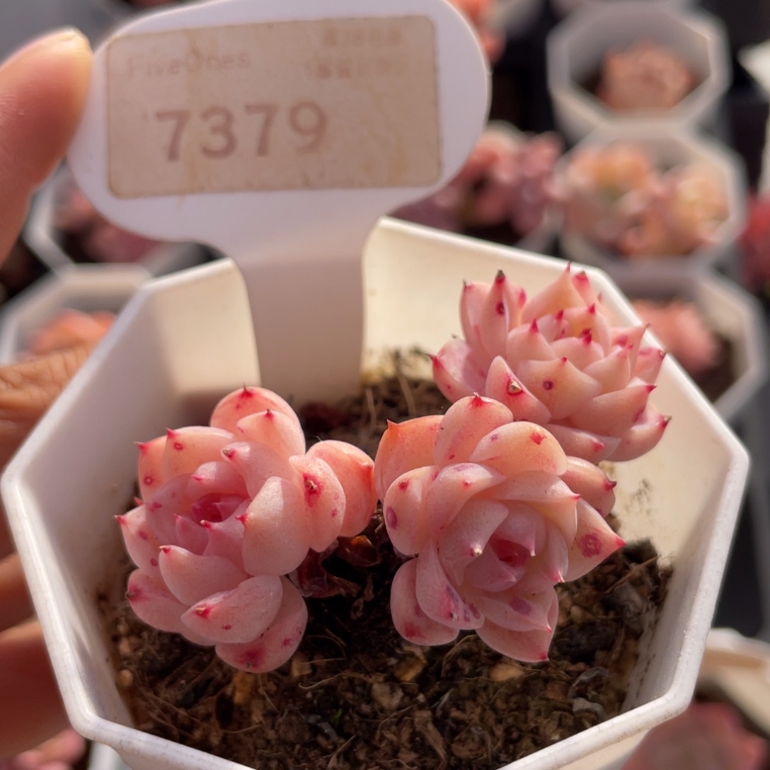 天鹅绒7379-5.5厘米