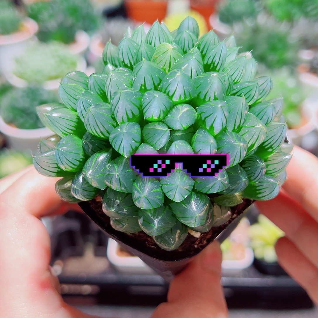 子弹头黑肌玉露多肉多肉