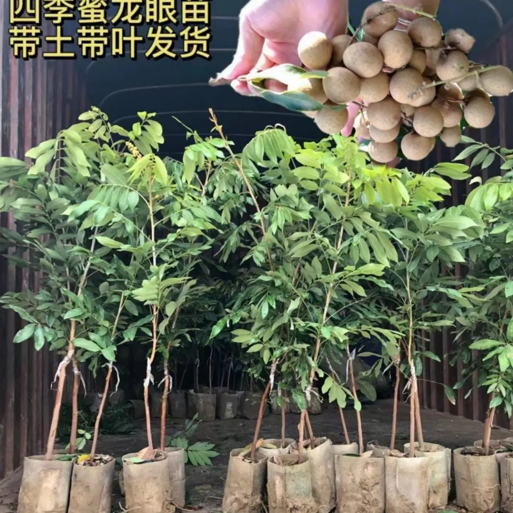 四季龙眼果树苗 果肉脆甜 四季结果 带土带叶发货