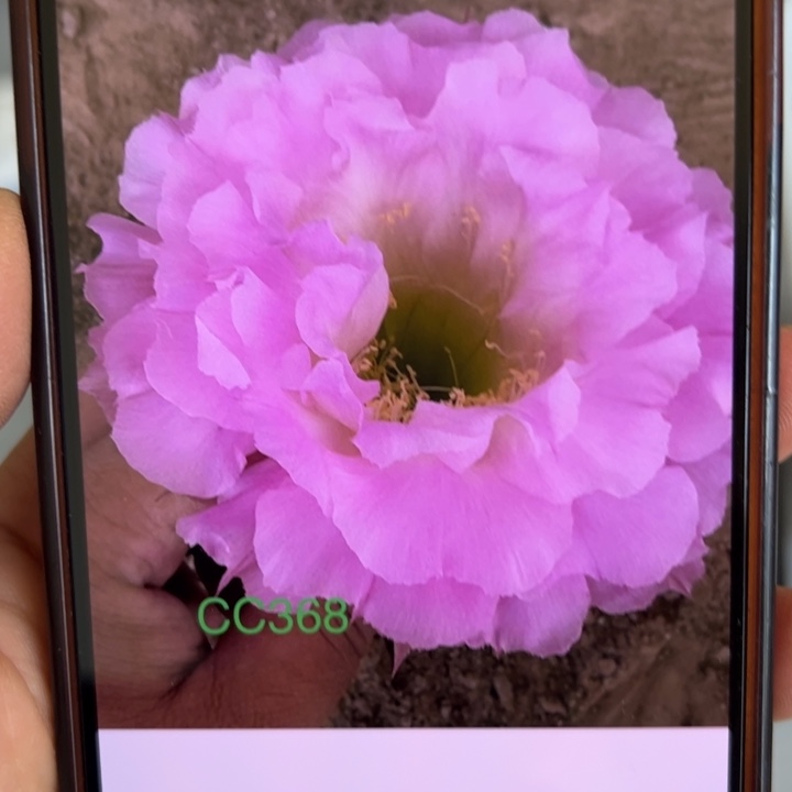 无花朵仙人球侧芽cc368