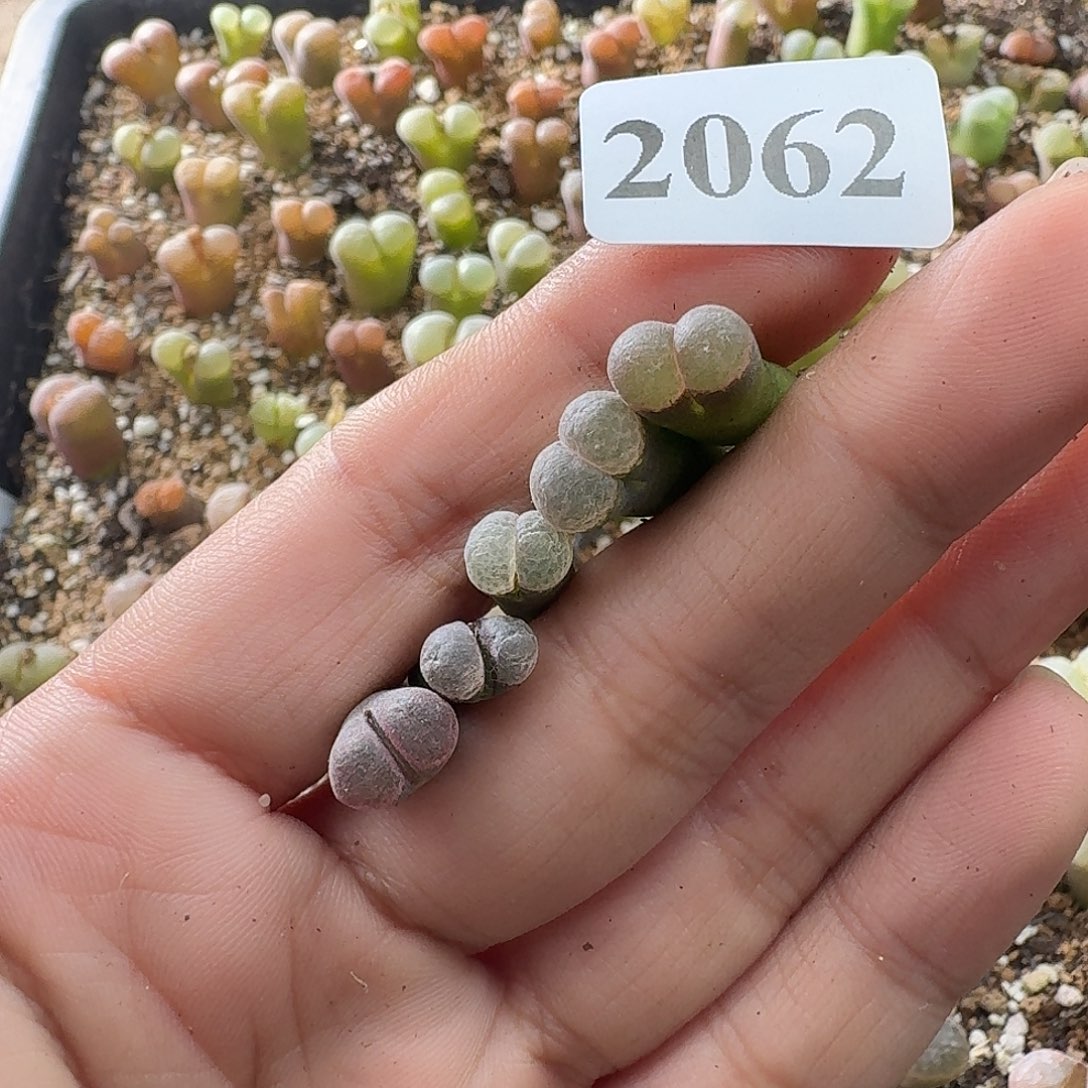 皮***丘2062皮卡丘5颗风铃玉