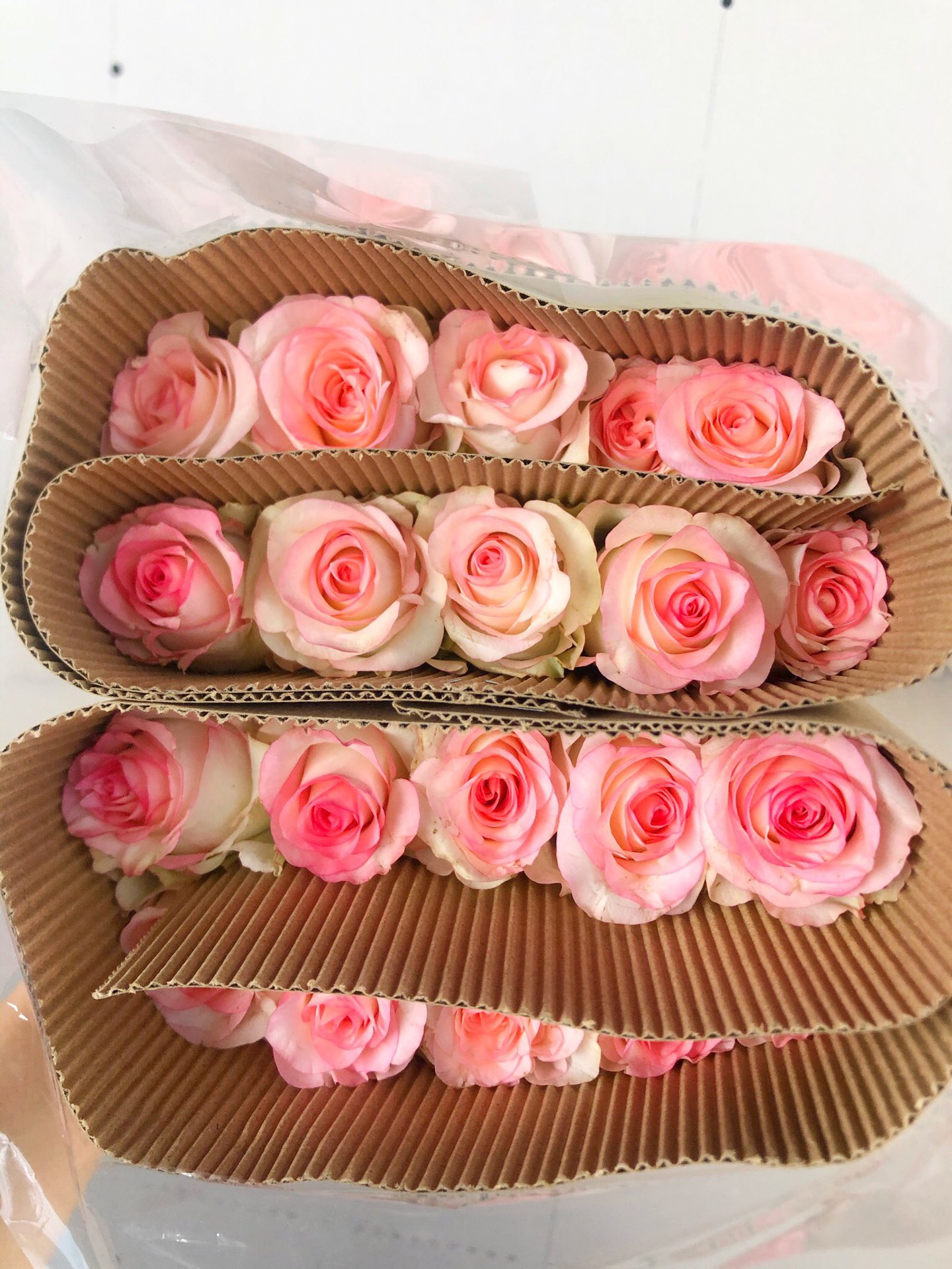 【优惠福利套餐】 套餐A14     云南鲜花基地直发 