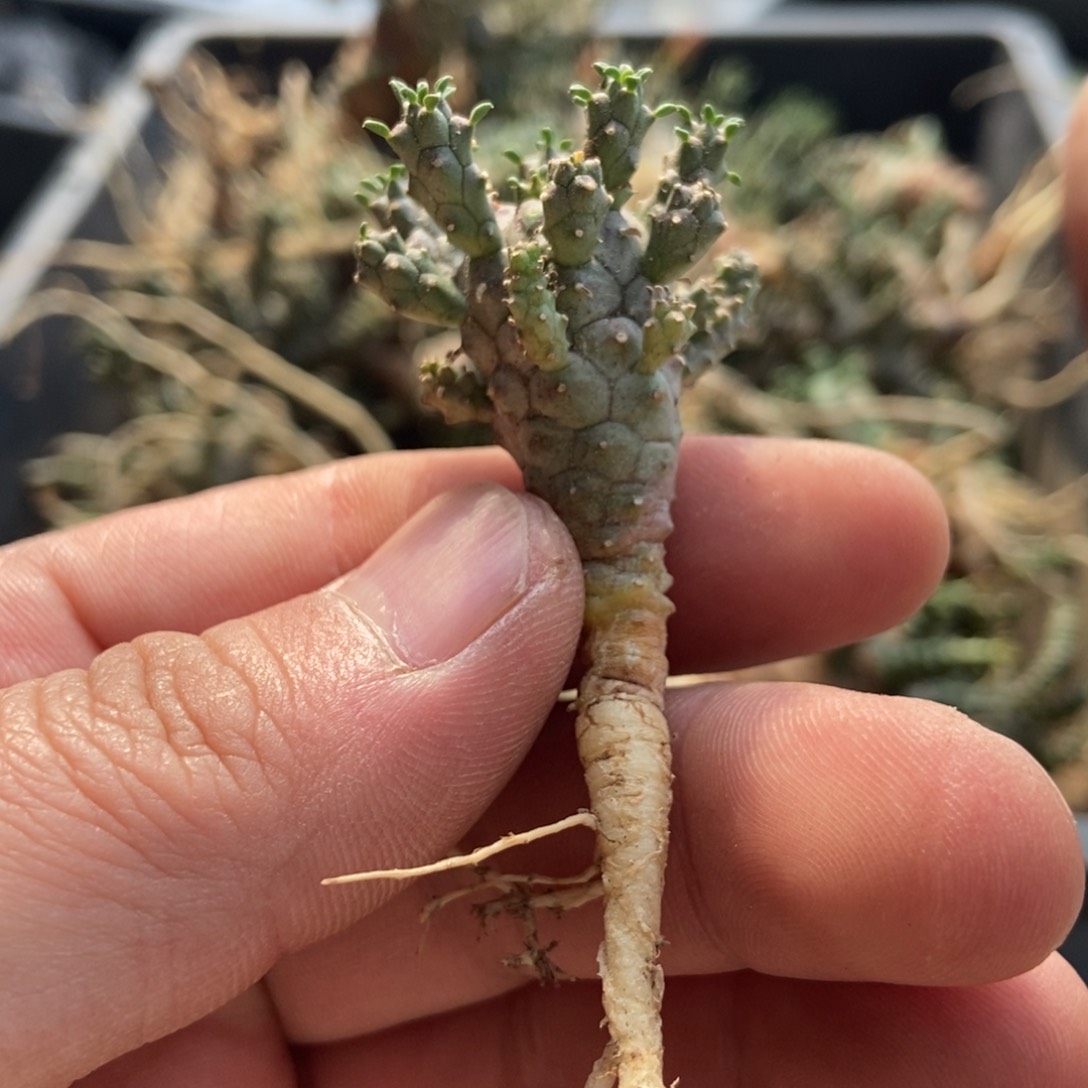绿鬼玉无刺仙人球开花了