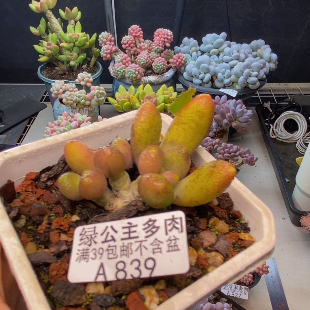 839芒果奶多肉6c m
