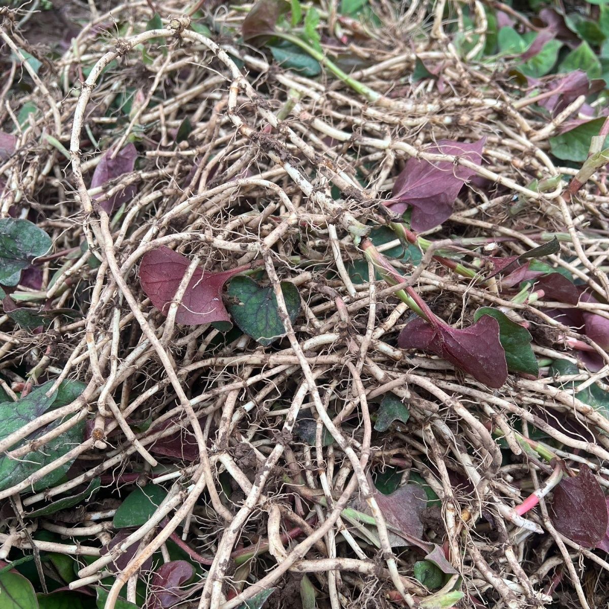 贵州特产美食家乡佳品嫩叶凉拌折耳根农家鱼腥草新鲜放心借男人