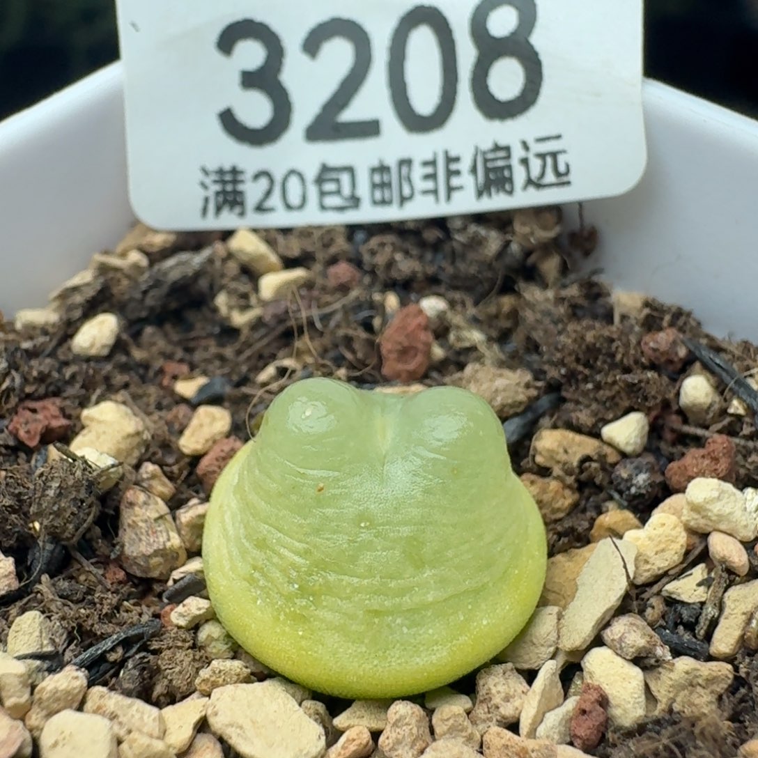 拉登1.4带盆土1200